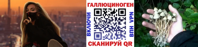 Галлюциногенные грибы Psilocybe  купить наркоту  Суджа 